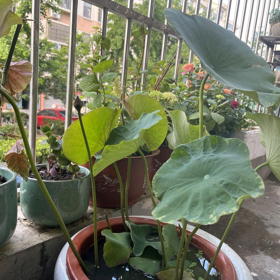 沂蒙榕槢