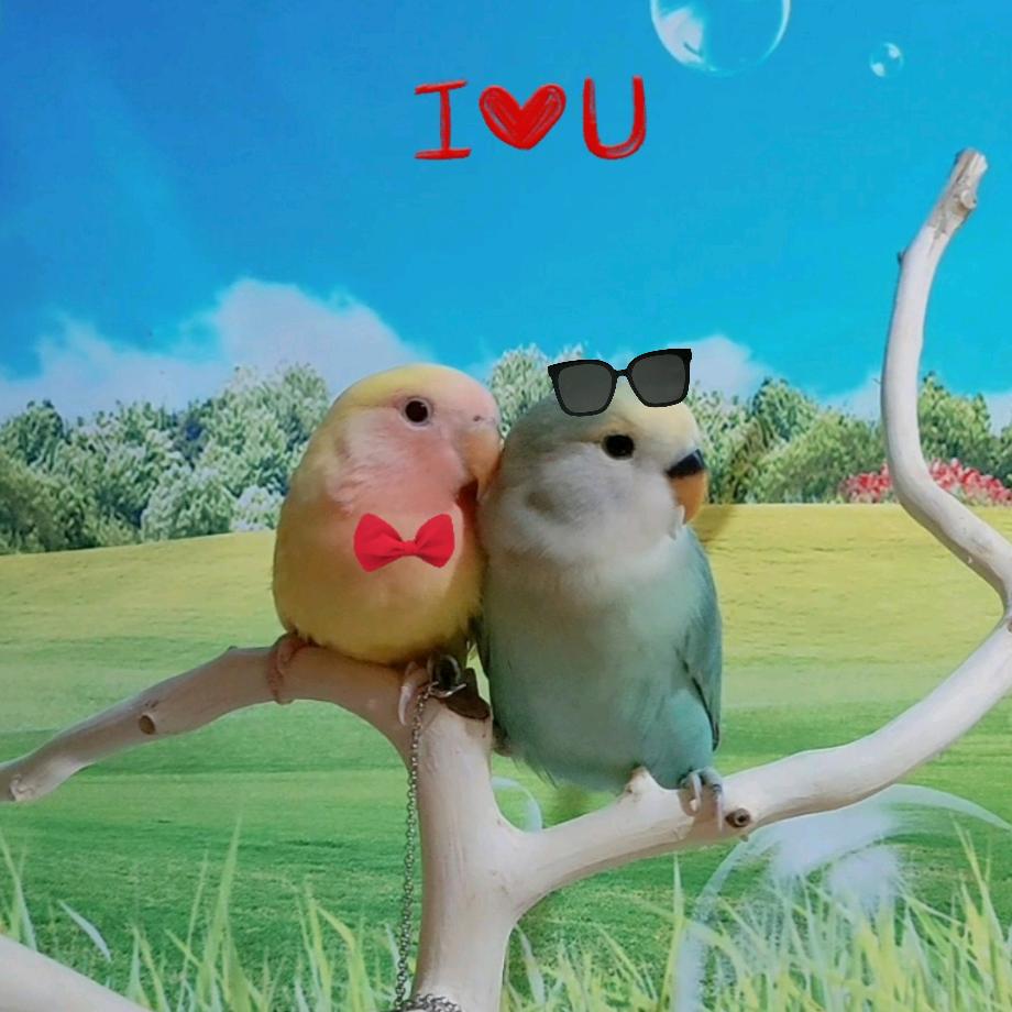 温馨爱宠之家来福