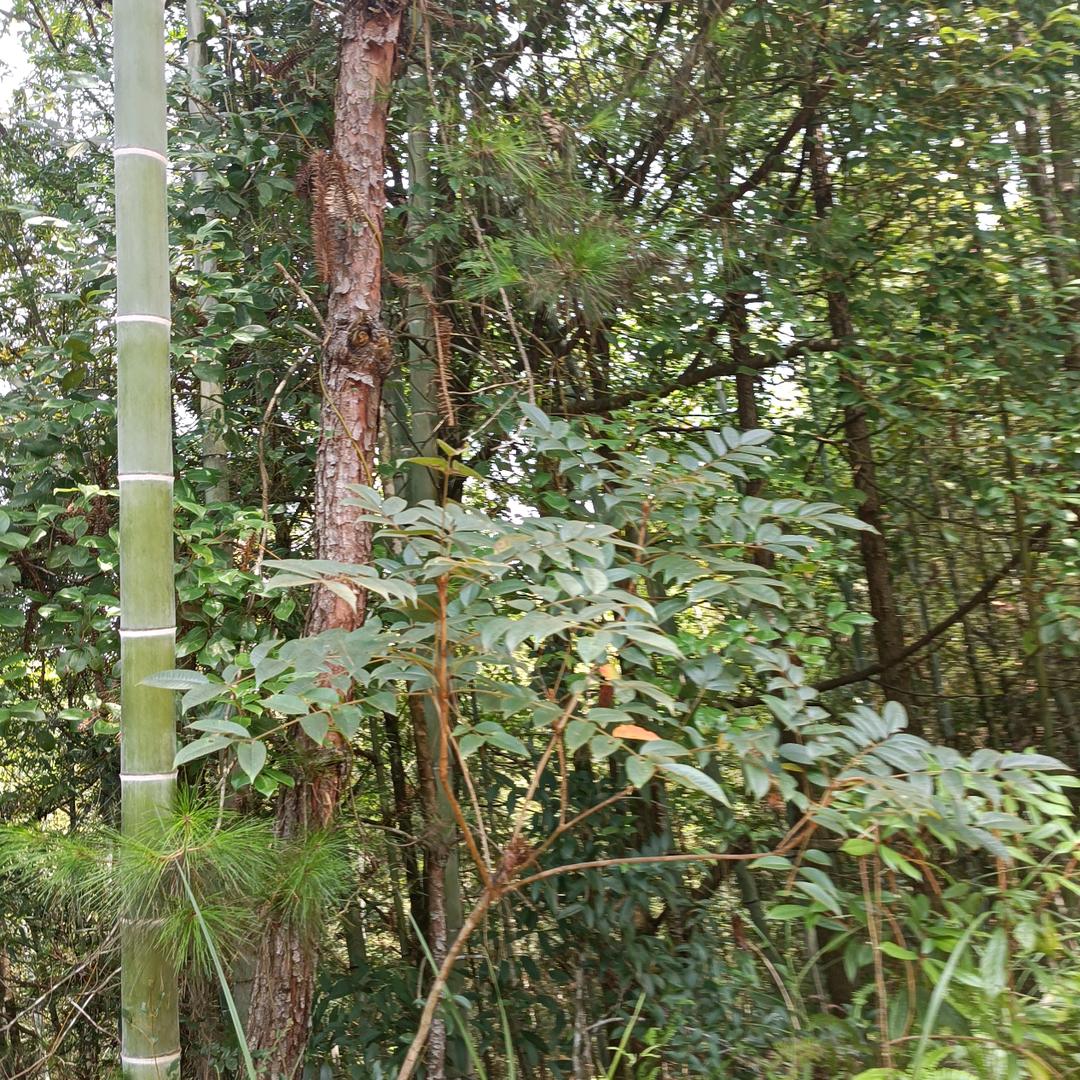 小胖小胖