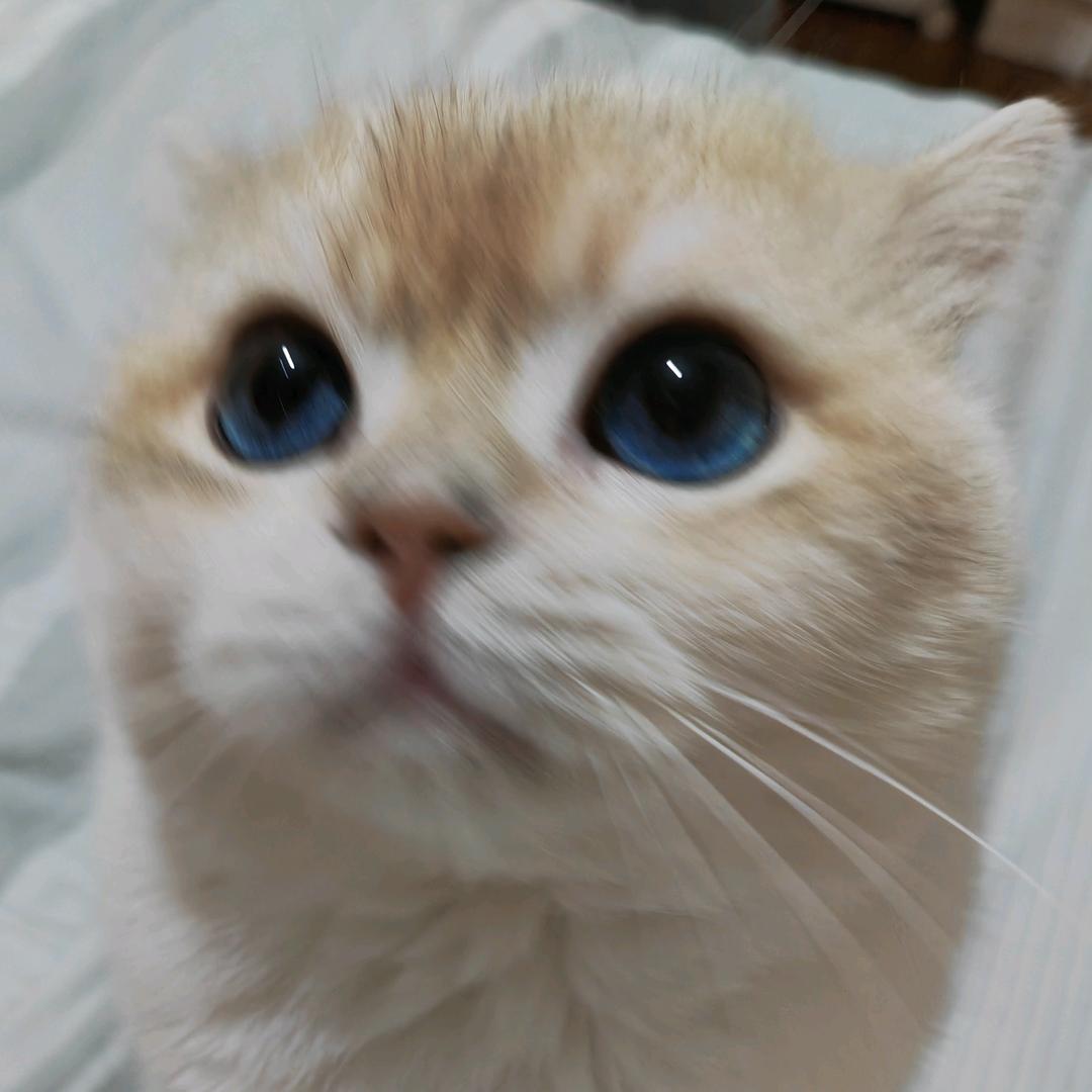 姐姐的大橙子🍊