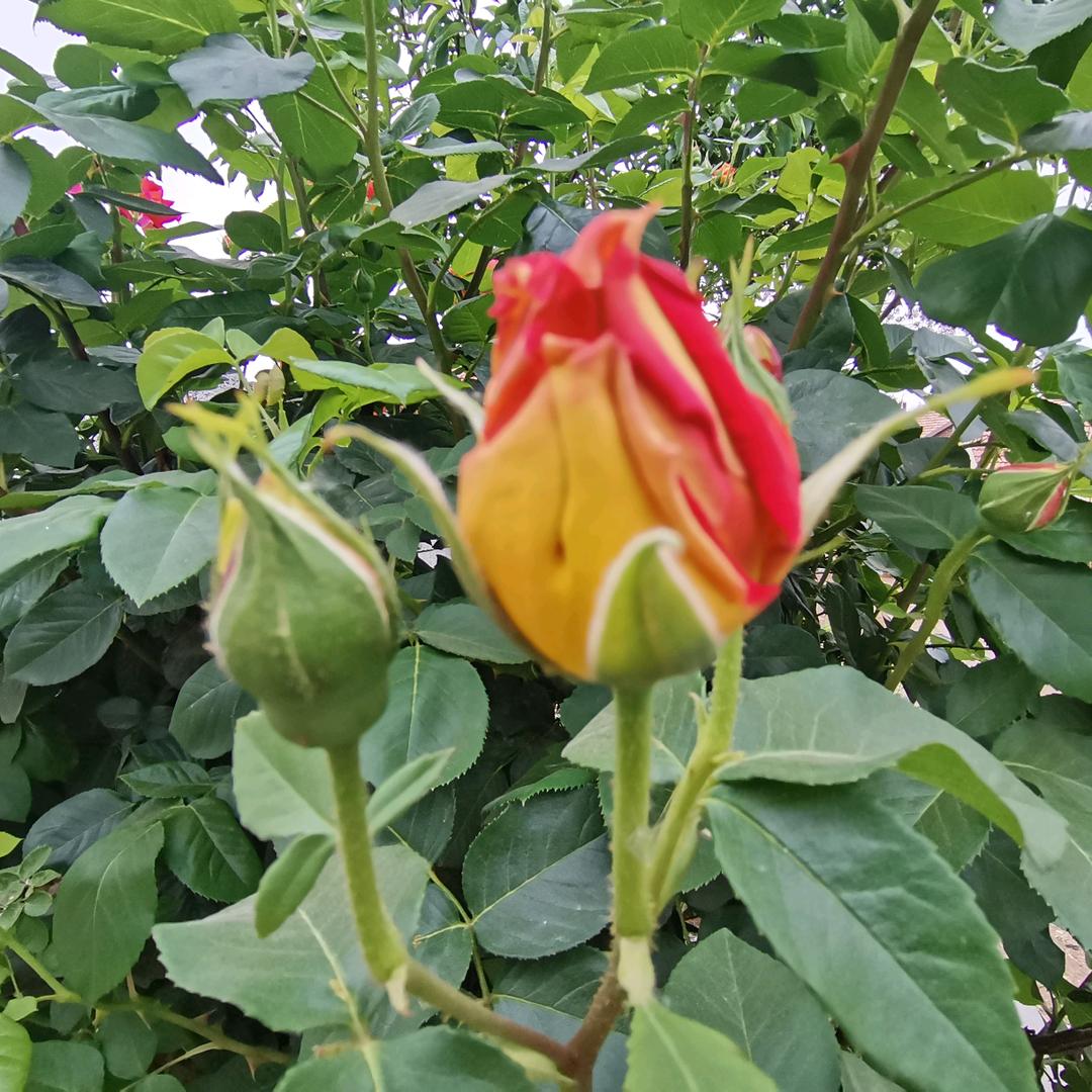 翱翔蓝天（89年3月）