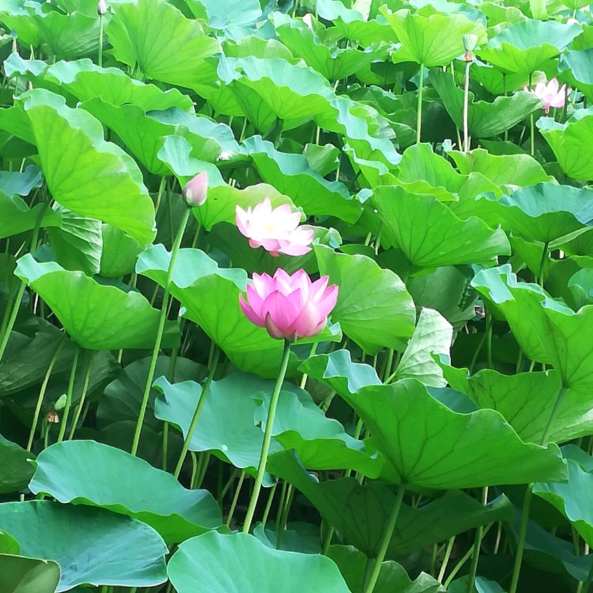 晨曦
