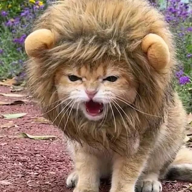 啊呜🦁