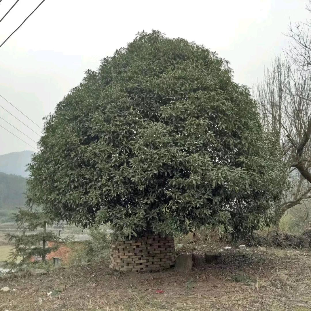 静听丝雨头像