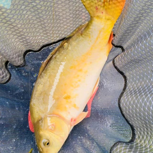 小廖生态垂钓园的廖小花（勤能补拙）