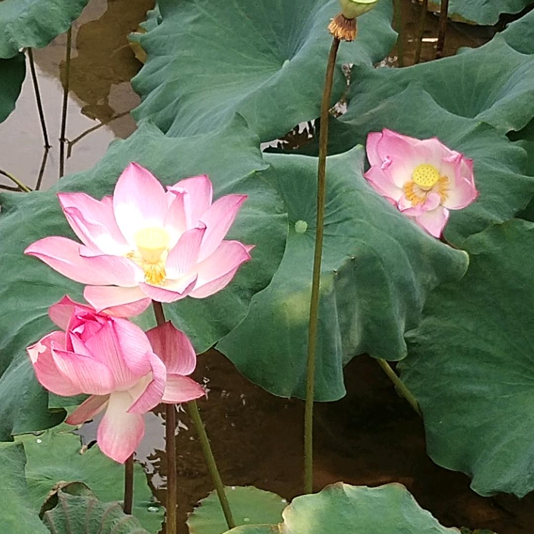 用户8347112111387阿兰