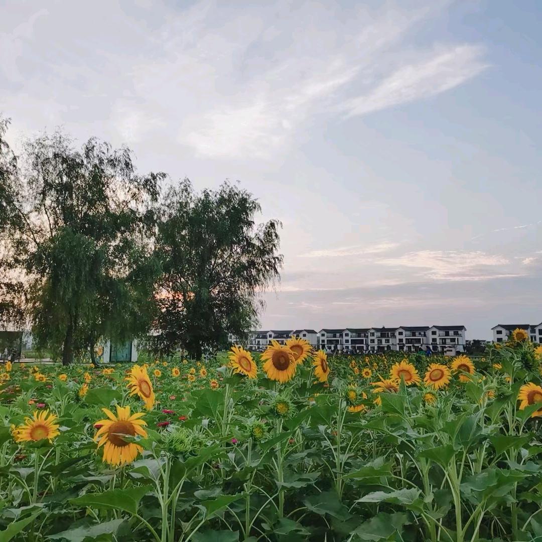 阳光总在风雨后