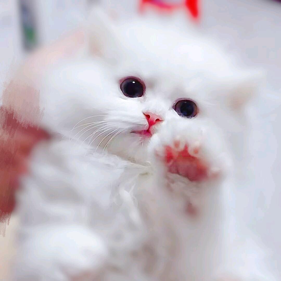 教公猫，不会配种。解决繁育问题。