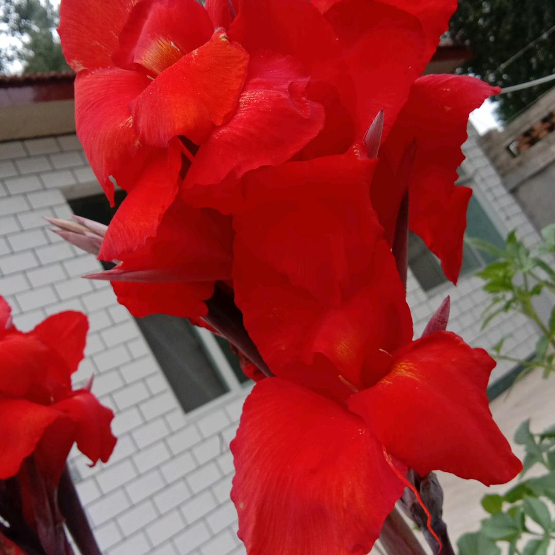马哥