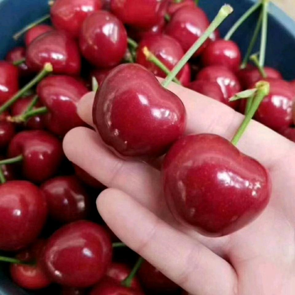 樱桃邹小胖🍒🔥<大连樱桃>