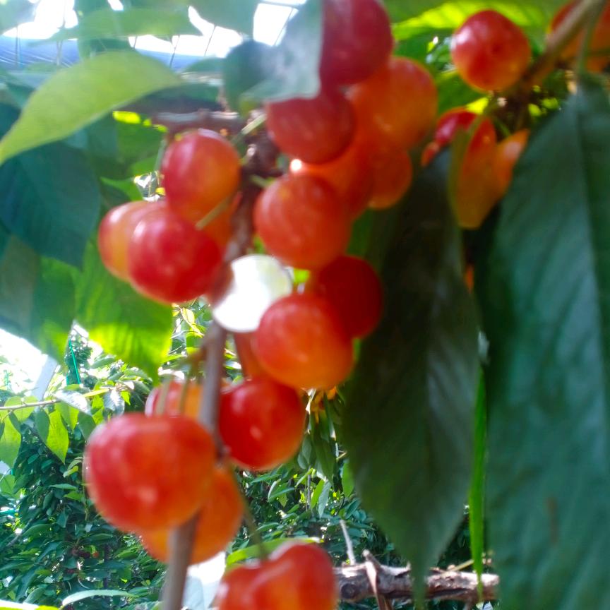 云上缘樱桃树购销