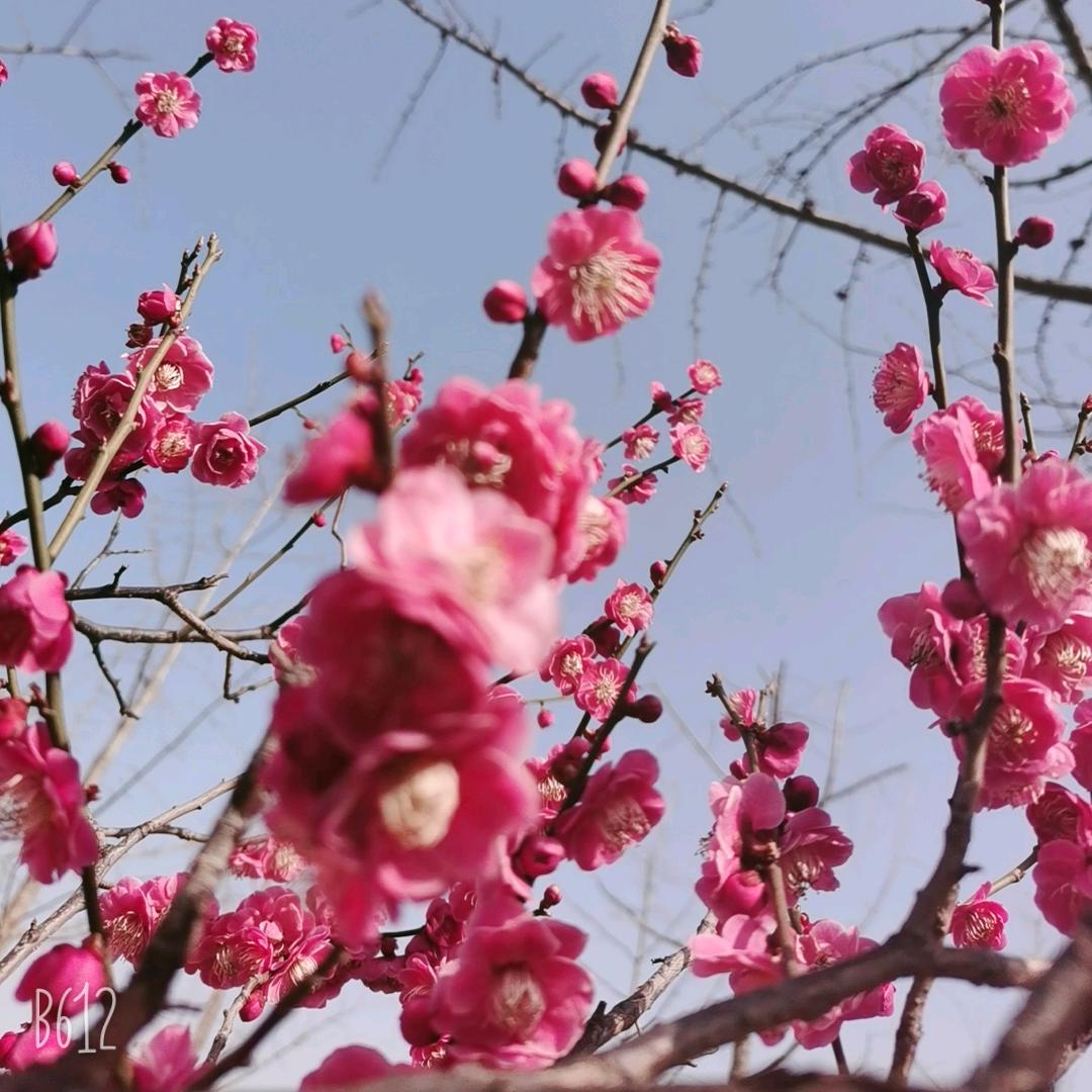 春暖花开。