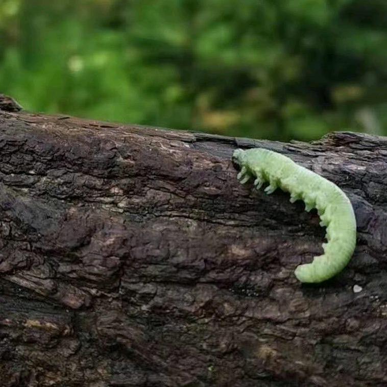 萌🐛