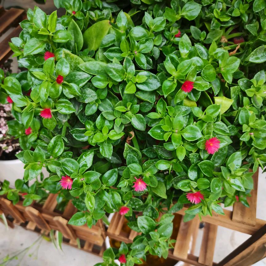 东山在起，2020年，元，16号