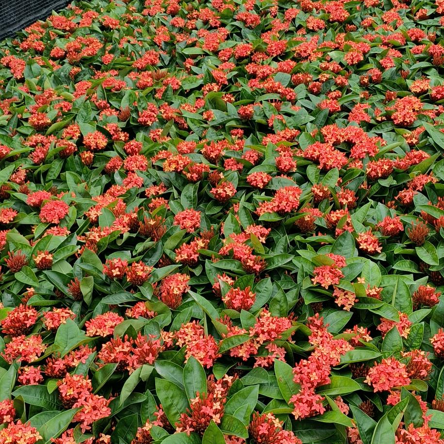 高翠英绿植商店