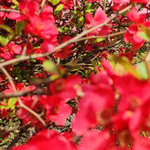 辰龙