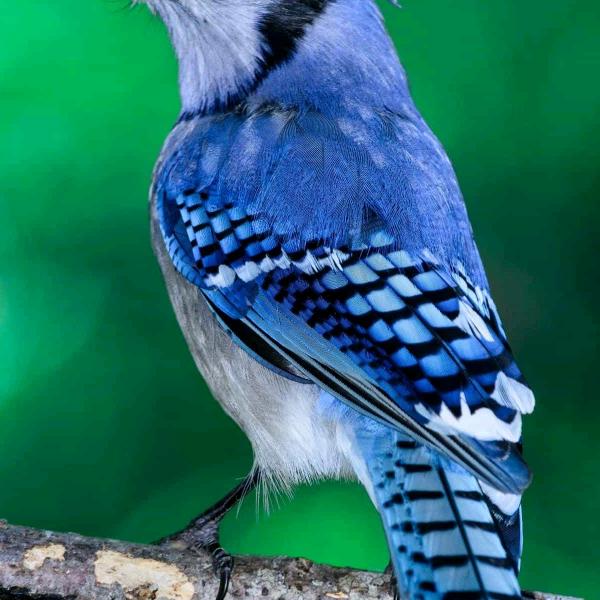 尊宝比萨（高淳学府花苑店）