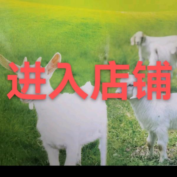华贸六川山羊养殖场华贸肉羊屠宰场