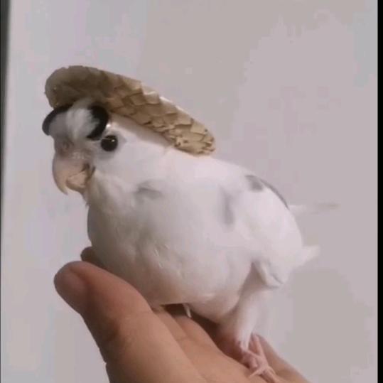 手养鹦鹉宠物花姐