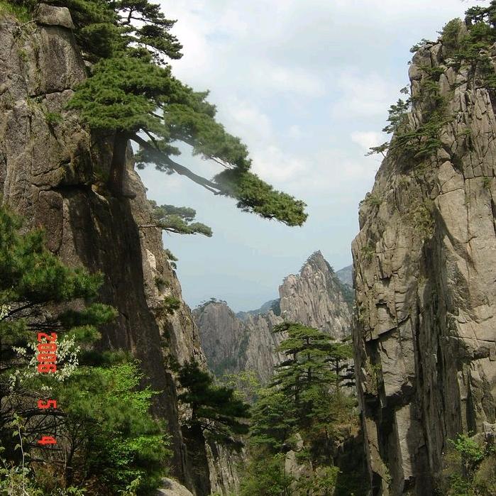 榴莲
