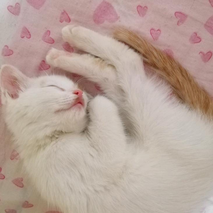 请你吃糖