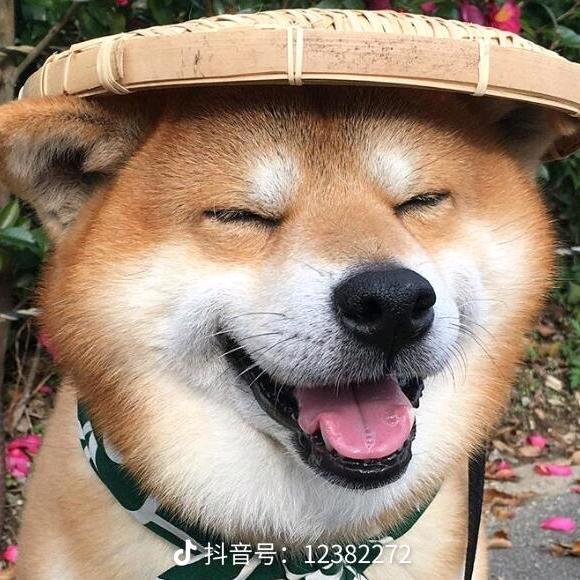 护我狗头