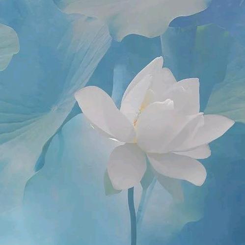 淡然处世