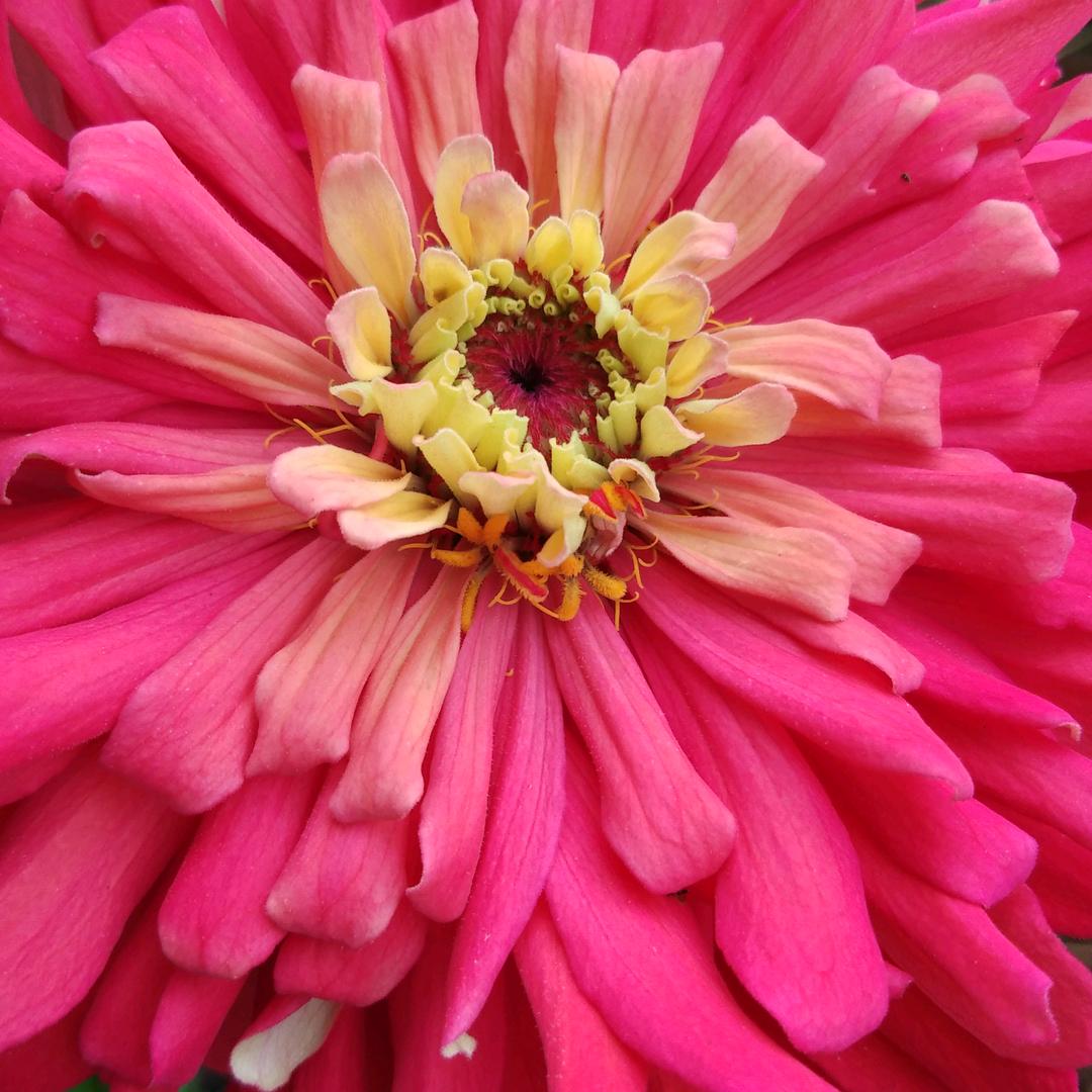 芳姐