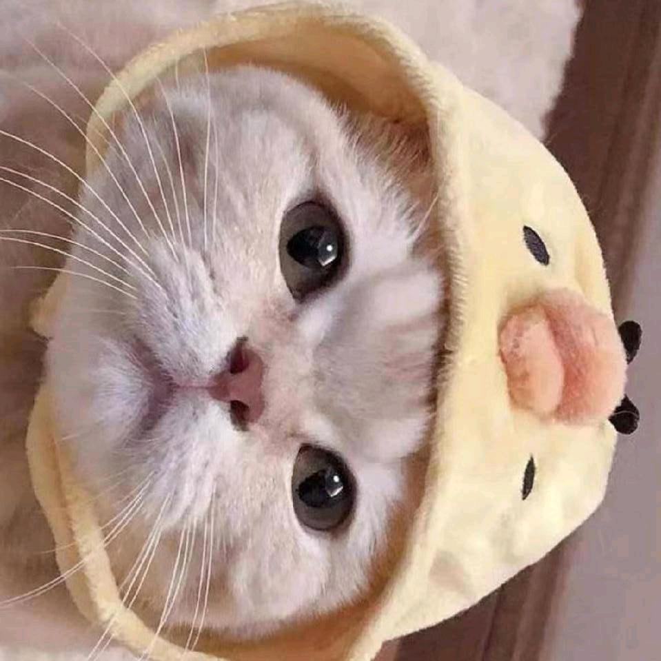 不瘦二十斤不换头像