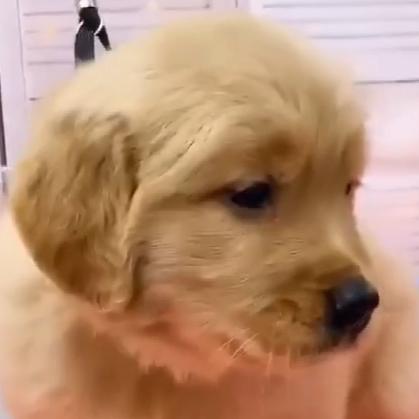 爱吃青菜头像