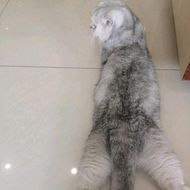 🌈🌈狻猊