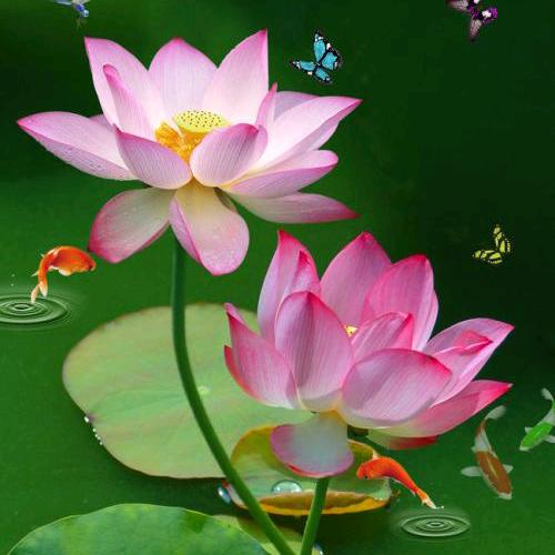 菊花,清香,