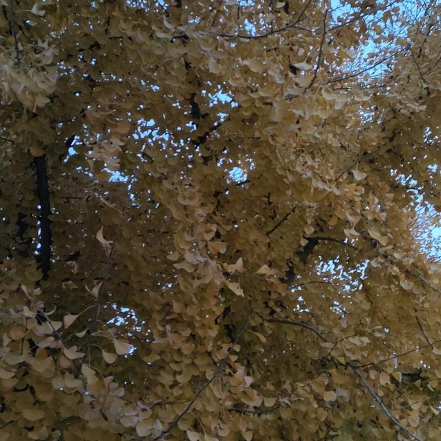 孟🌸想🌸成🌸真