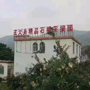 怀远王大头石榴园