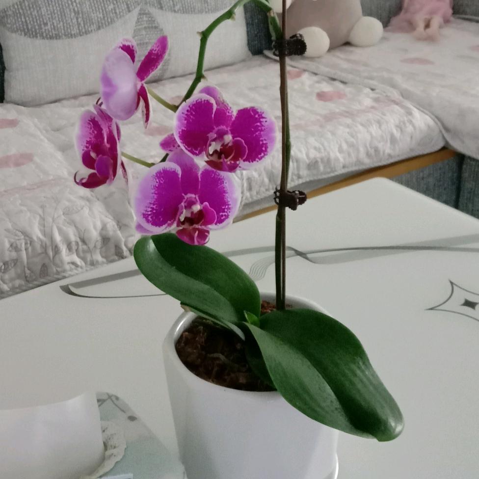 小小的太阳☀