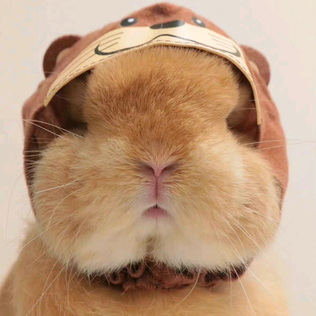 勇敢又善良的喵