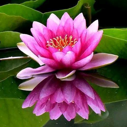 联芳