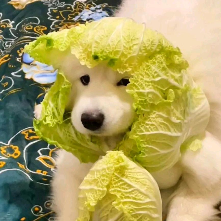 AAA专业烤全羊之暴龙战士