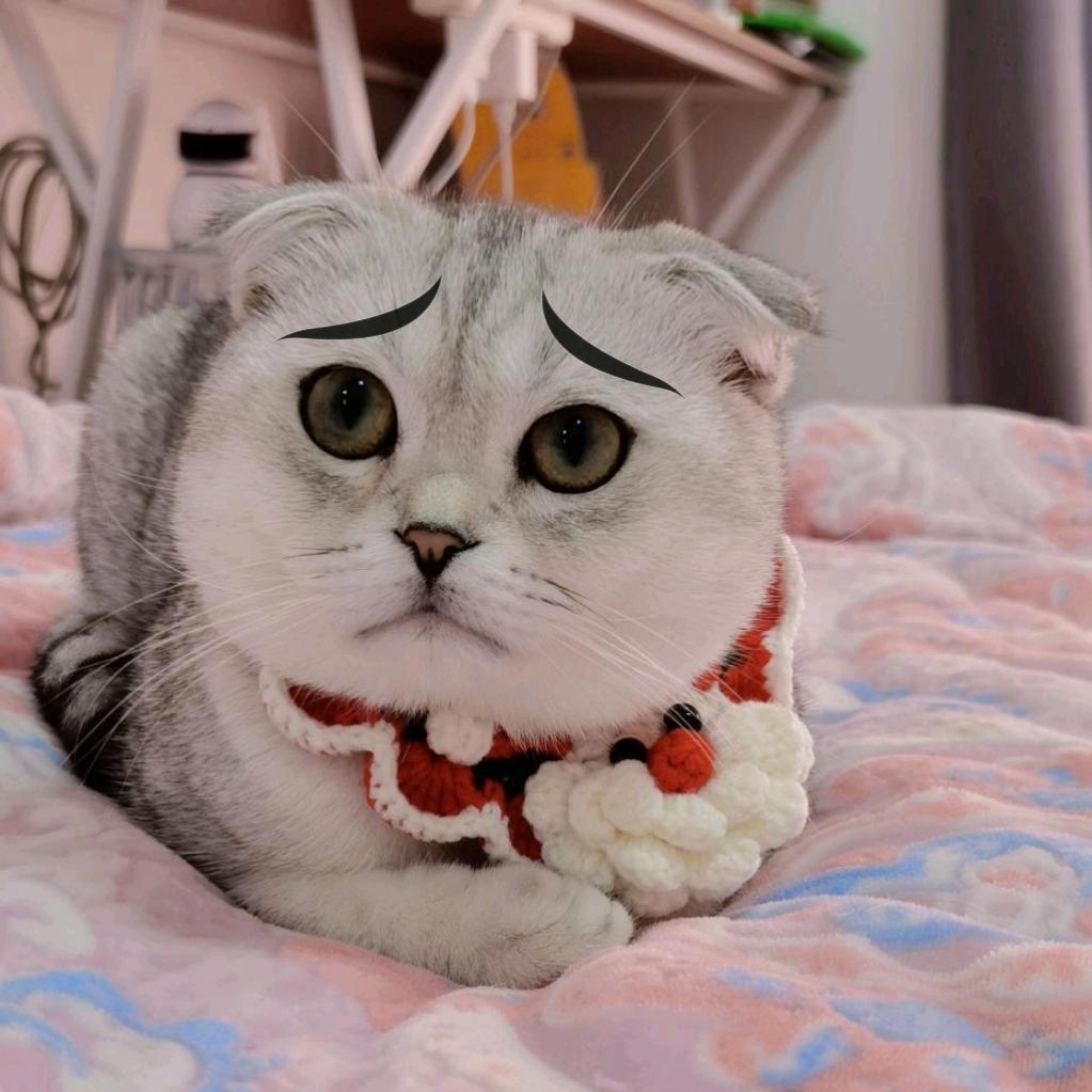 柠儿的猫🐱