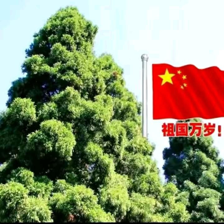 不老松@