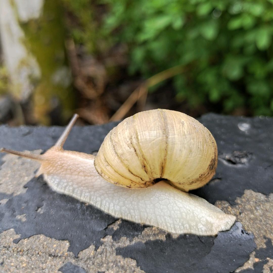 无奈☞雨季残花败