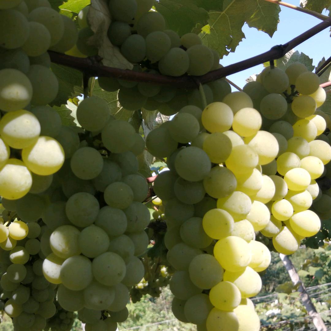 捌🌹零🌷后🥀强💐哥