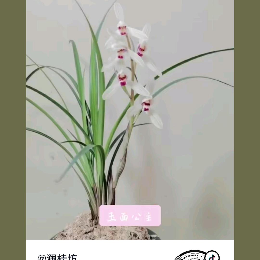 景星凤凰