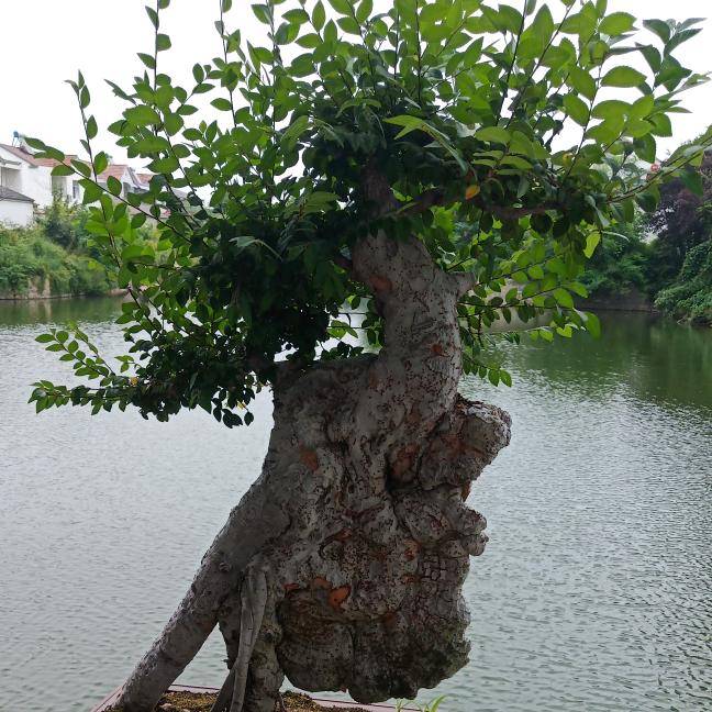二零六二