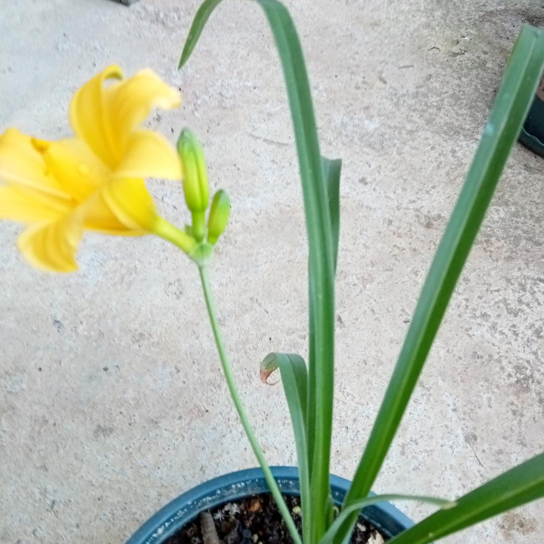 小灵通