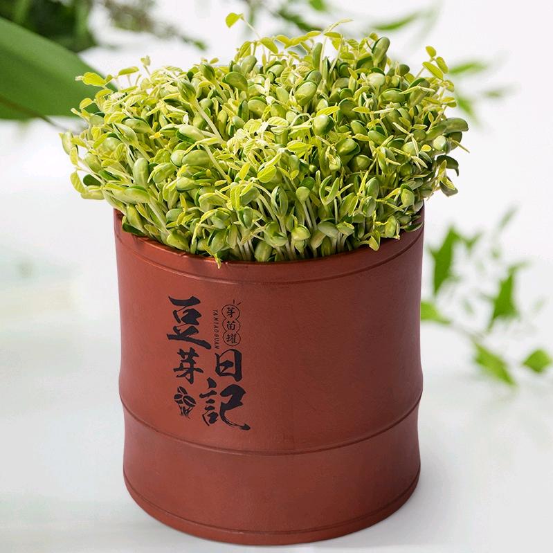 古方豆芽