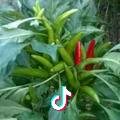 辣椒🌶️