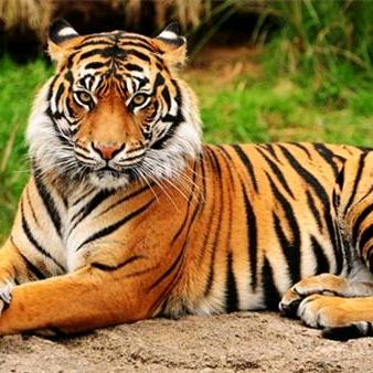 虎哥专业盖雨布