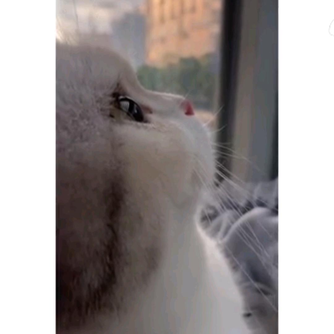 中秋月