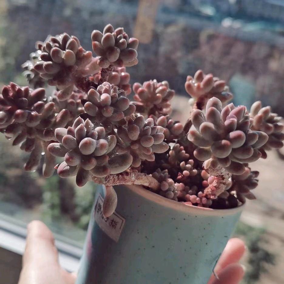 🌸花花